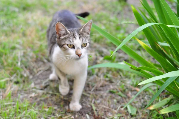 Gato sin hogar caminando en el jardín en verano —  Fotos de Stock