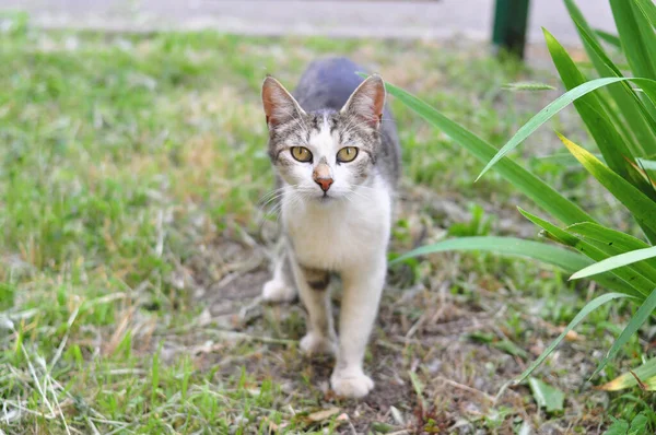 Hemlös katt går i trädgården på sommaren — Stockfoto