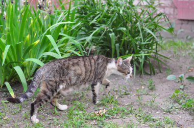 Evsiz kedi yazın bahçede yürüyor. 