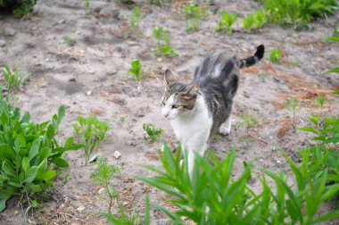 Evsiz kedi yazın bahçede yürüyor. 