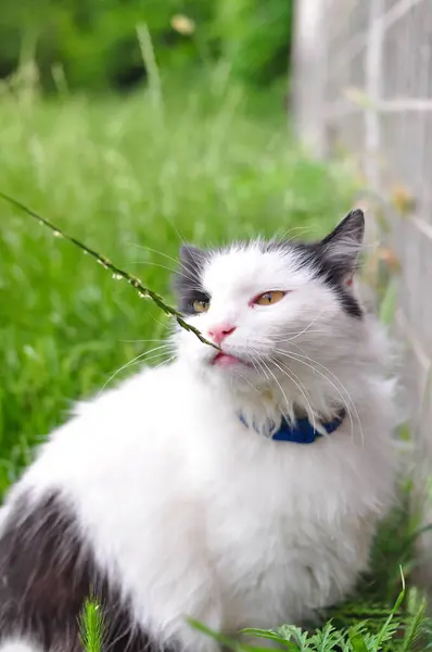 Hemlös katt går i trädgården på sommaren — Stockfoto