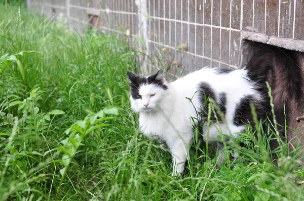 Chat sans abri marchant dans le jardin en été — Photo