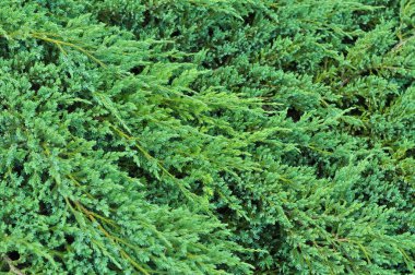 Evergreen ladin ağacı dokusu, kış duvar kağıdı ve arkaplan 