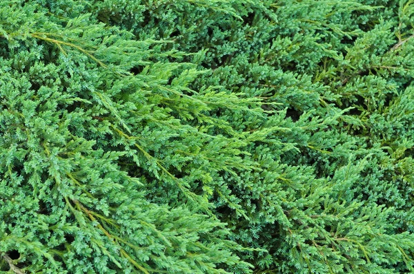 Evergreen smrk strom textury, zimní tapety a pozadí — Stock fotografie