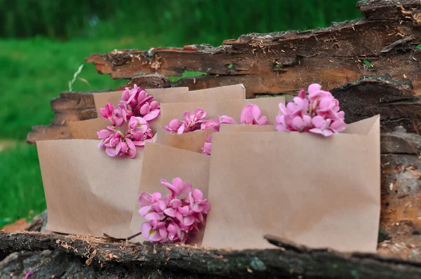 Bouquet of pink acacia flowers in the wood on the bark of tree —  Fotos de Stock