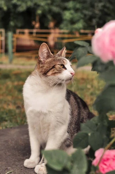 Gato romântico e triste na data sob o arbusto de rosas — Fotografia de Stock