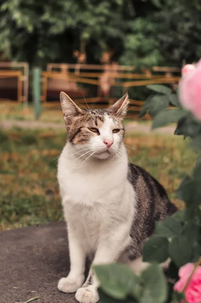 Gato romântico e triste na data sob o arbusto de rosas — Fotografia de Stock