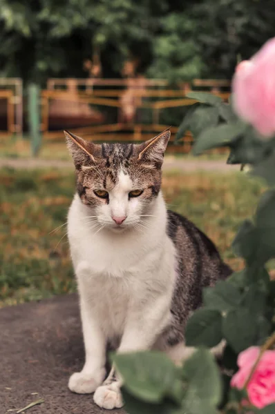 Gato romântico e triste na data sob o arbusto de rosas — Fotografia de Stock