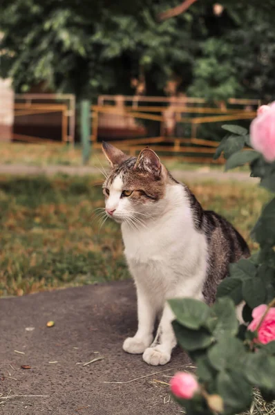 バラの茂みの下の日付にロマンチックで悲しい猫 — ストック写真