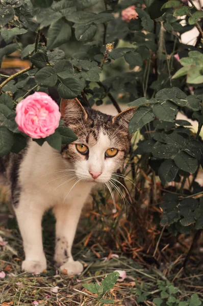 Romantic and sad cat on the date under the bush of roses — Stock Photo, Image