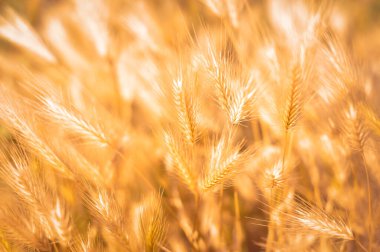 Tarlada buğday kulakları. Altın günbatımı duvar kağıdı ve arka plan.. 