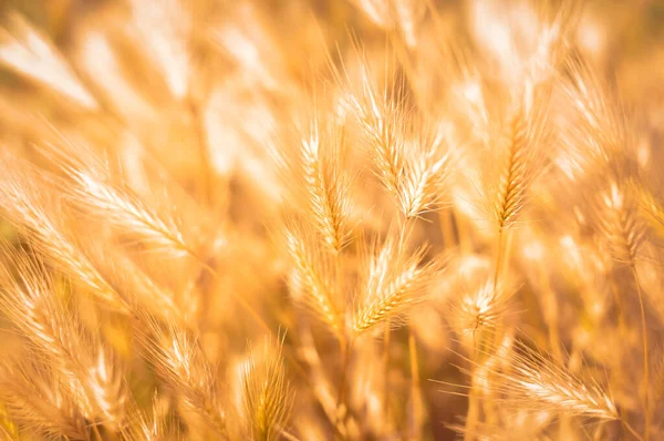 Уши пшеницы в поле. Золотые обои для заката и фон. — стоковое фото