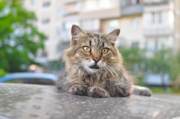 猫は車の屋根の上に横たわって口を開けて疑問に思う — ストック写真