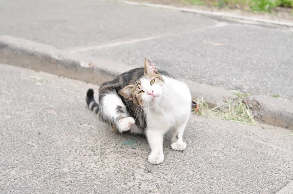 Homeless striped cat itches on the street — Stock Photo, Image