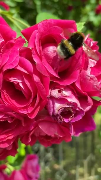 Furry bumblebee pollinates red blooming roses on the bush in summer — Stock Video