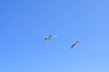 Martı yazın mavi suyun üzerinde uçuyor, doğal arka plan.