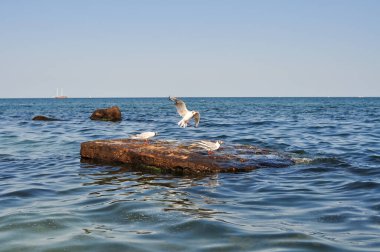 Martı yazın mavi suyun üzerinde uçuyor, doğal arka plan.