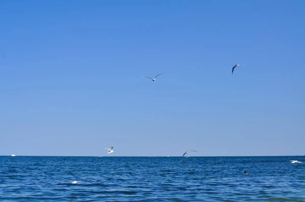 Gaviota Volando Sobre Agua Azul Verano Fondo Natural — Foto de Stock