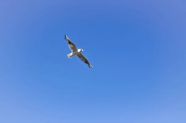 Gaivota Voando Sobre Água Azul Verão Fundo Natural — Fotografia de Stock