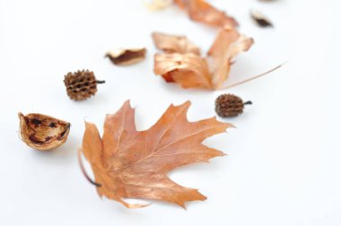 sonbahar beyaz arkaplanda kompozisyon bırakır