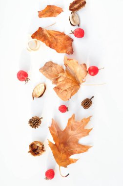 sonbahar beyaz arkaplanda kompozisyon bırakır