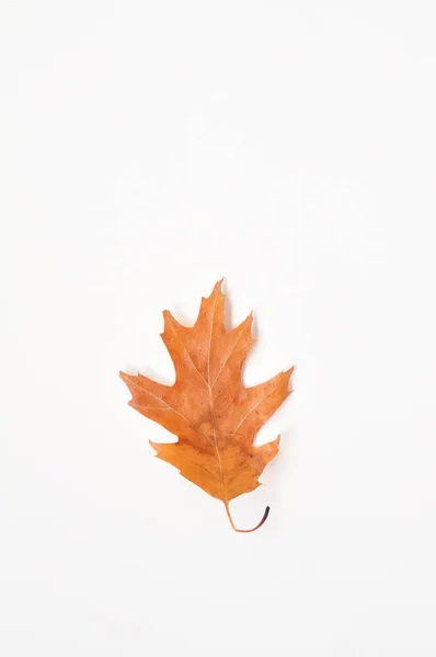Composition des feuilles d'automne sur fond blanc — Photo