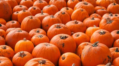 Autumn pumpkins lined up in rows under sunlight on the farm.