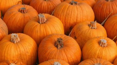 Balkabağı çiftliğinde Cadılar Bayramı için dekoratif balkabakları düzenlendi..