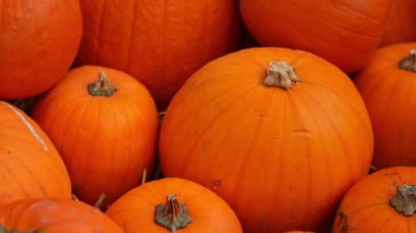 Balkabağı çiftliğinde Cadılar Bayramı için dekoratif balkabakları düzenlendi..