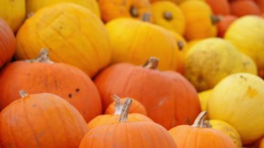 Balkabağı çiftliğinde Cadılar Bayramı için dekoratif balkabakları düzenlendi..