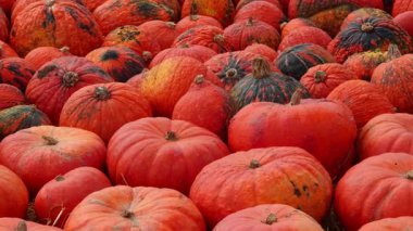 Balkabağı çiftliğinde Cadılar Bayramı için dekoratif balkabakları düzenlendi..