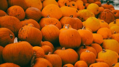 Sonbahar çiftliğinde parlak turuncu balkabakları Cadılar Bayramı kutlaması için hazır..