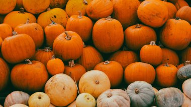 Sonbahar balkabağı hasadı kırsal alanda kırsal dekor ile