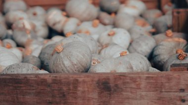 Cadılar Bayramı çiftliği, balkabağı süslemeleri ve sonbahar kırsal atmosferi..