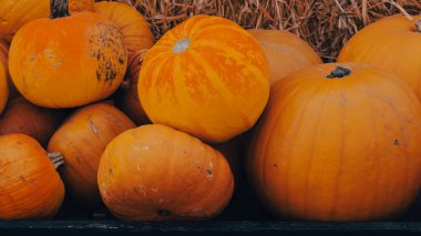 Cadılar Bayramı çiftliği, balkabağı süslemeleri ve sonbahar kırsal atmosferi..