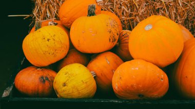 Parlak turuncu sonbahar hasadıyla kır çiftliğinde kabak tarlası.