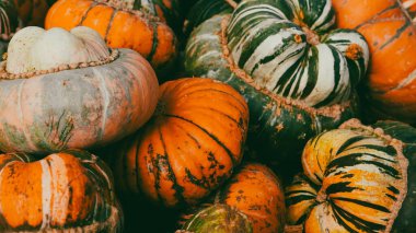 Sonbahar çiftliğinde parlak balkabakları hasat şenliği dekorasyonu arka planında.