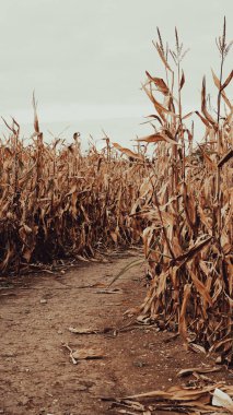 Sonbahar mısır tarlası arka planında sıcak günbatımı hasat atmosferi.