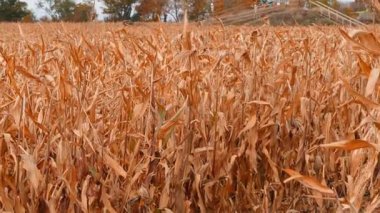Altın mısır tarlası, arka planı sıcak sonbahar güneşiyle kapatın..