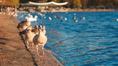 Renkli sonbahar sezonunda Hyde Park 'ta sakin bir gölette yüzen ördek sürüsü. Yüksek kalite fotoğraf