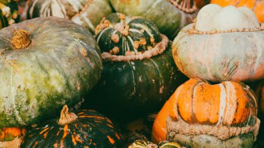 Sonbahar çiftliğinde parlak balkabakları hasat şenliği dekorasyonu arka planında.