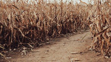 Sonbahar mısır tarlası arka planında sıcak günbatımı hasat atmosferi.