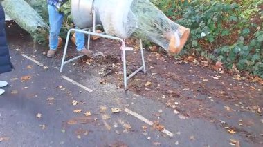 Sokak pazarında satılık taze Noel ağaçları, sıcak ışıklar ve neşeli tatil titreşimleri..