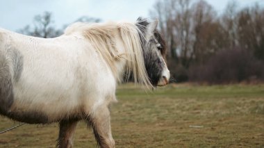 Görkemli beyaz at yemyeşil bir tarlada duruyor. Arkasında ağaçlar var.