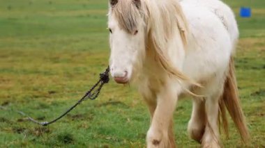 Şehrin dışındaki yemyeşil İngiliz otlağında otlayan at, sürdürülebilir kırsal yaşam tarzı.