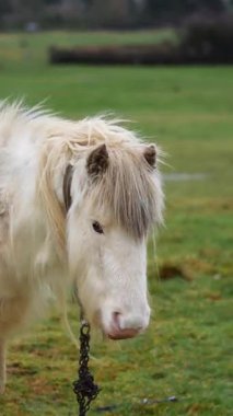 Şehrin dışındaki yemyeşil İngiliz otlağında otlayan at, sürdürülebilir kırsal yaşam tarzı.
