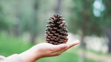 Bir el, doğada bulanık yeşil bir arka plana karşı büyük bir kozalak sunar.