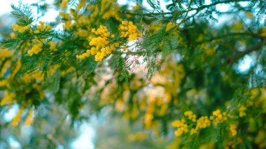 Parlak sarı mimoza çiçekleri doğal bir ortamda yemyeşil yapraklar arasında görülebilir.