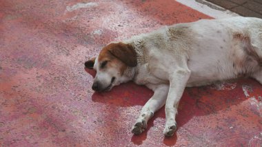 Açık bir şehir ortamında canlı kırmızı bir yüzeye uzanmış bir köpek.