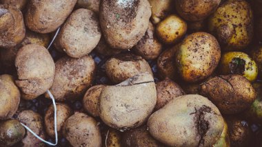 Doğal ve kırsal bir çevrede kirlenmiş ve kusurlu çeşitli patateslere yakın çekim.